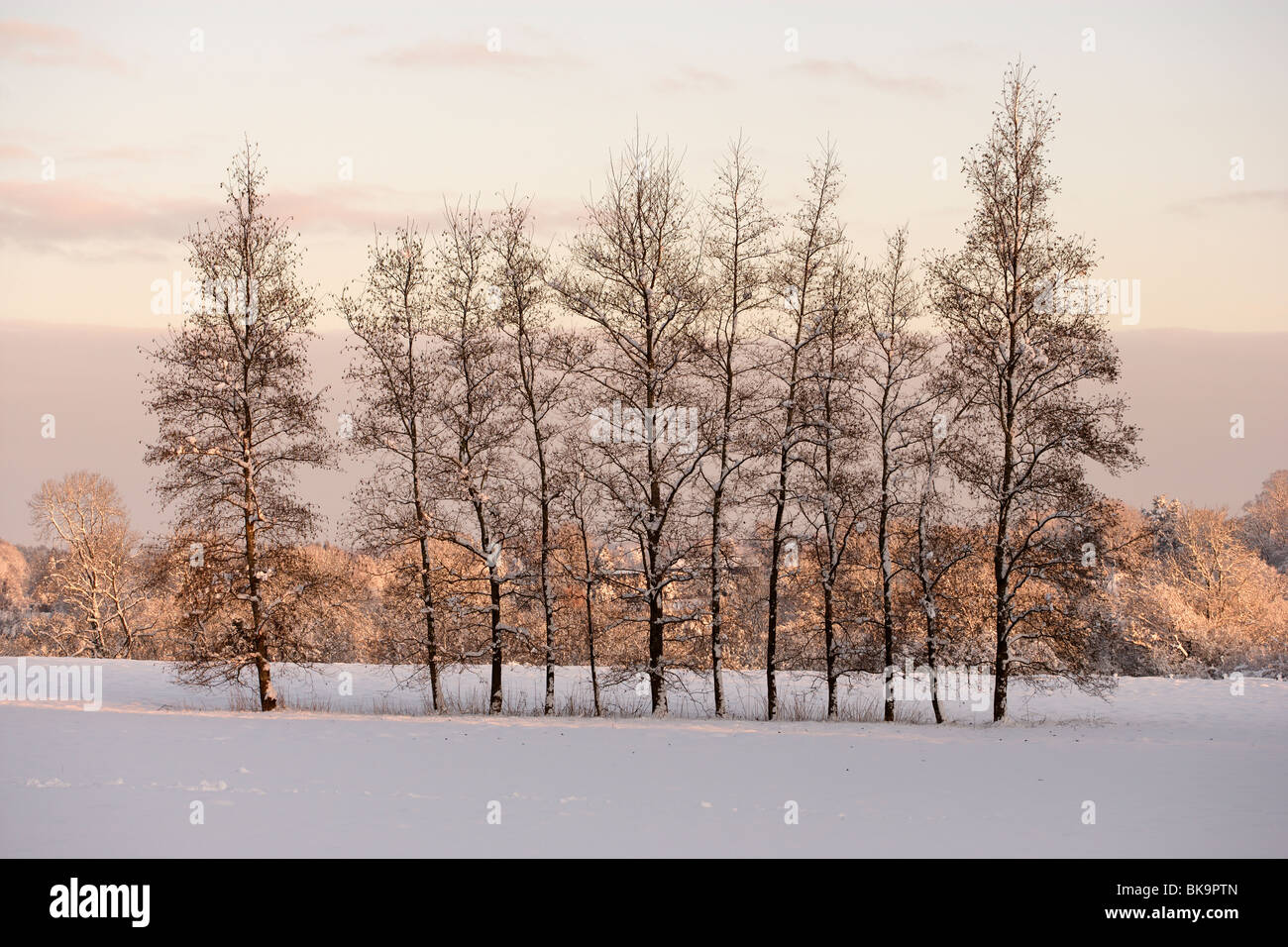 Verschneite Country-Szene in der Morgendämmerung Stockfoto
