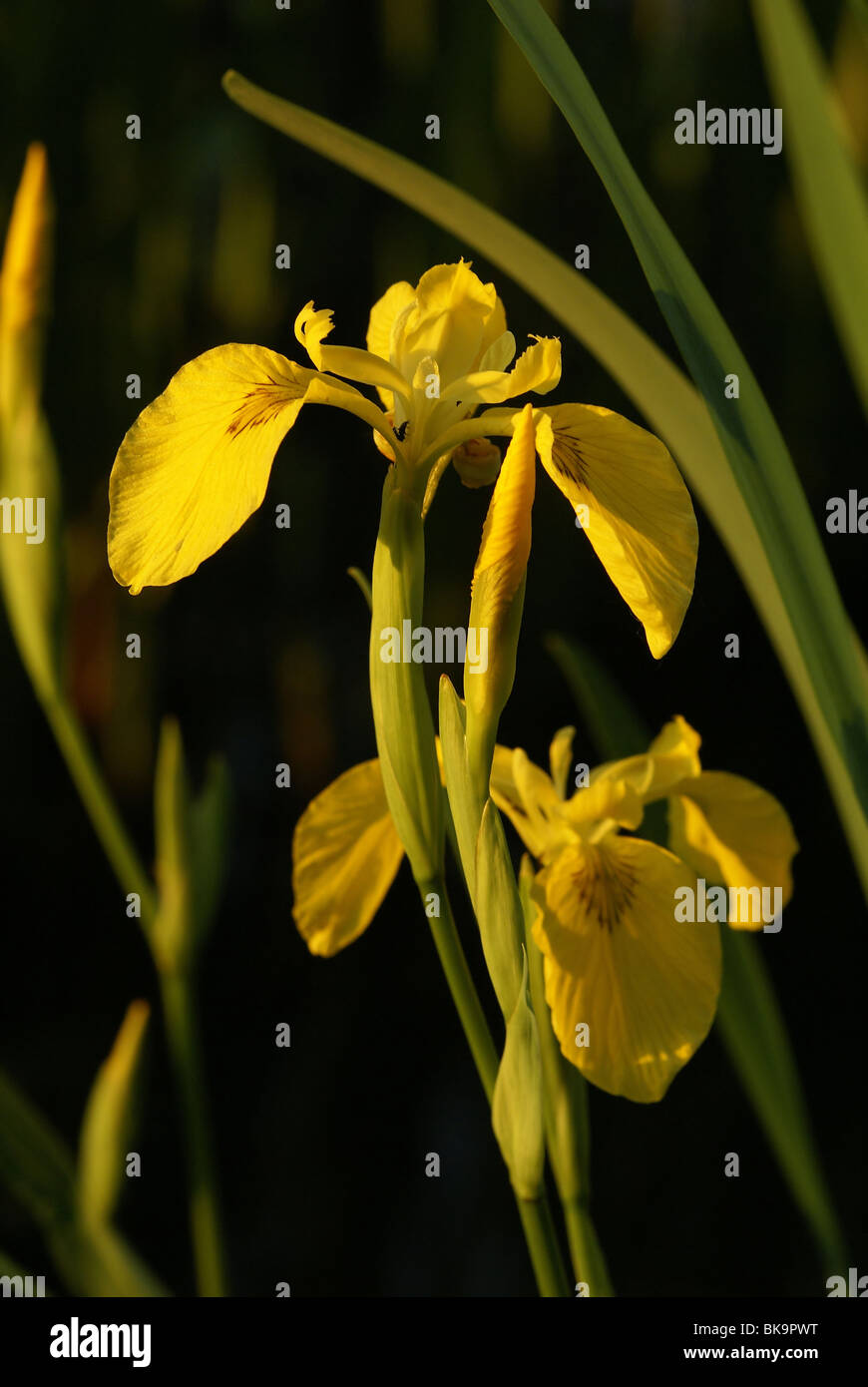 Bloemen van Gele Lis Bij Avondlicht. Stockfoto