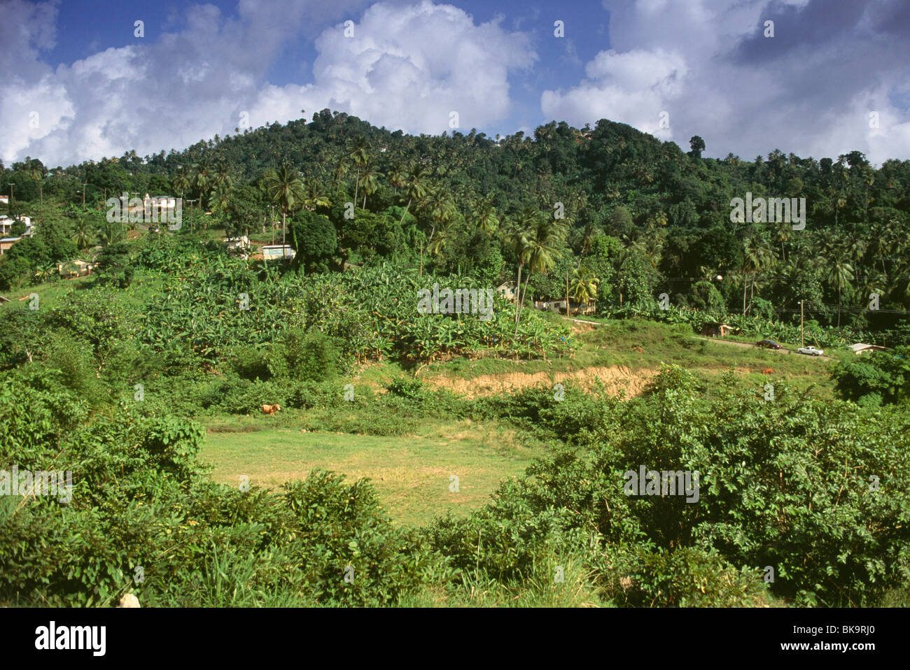 Banane Felder St. Lucia West Indies Stockfoto