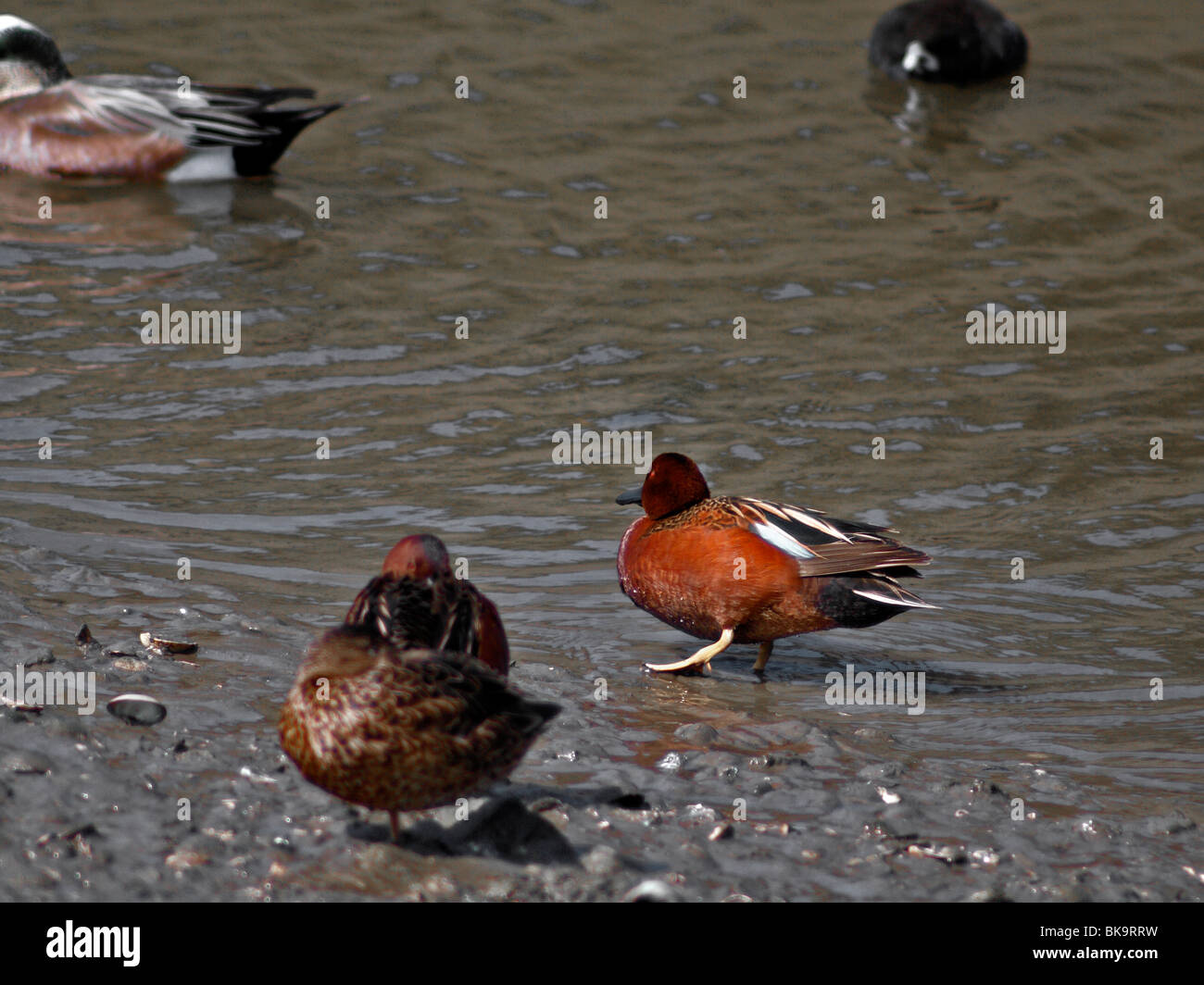 Enten. Petrol / Zimt Stockfoto