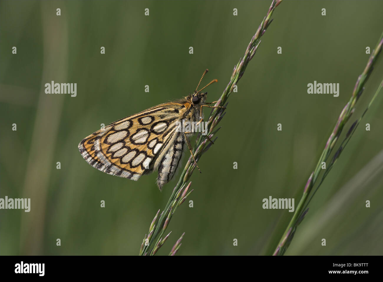 Karo-Skipper Underwing Großansicht Stockfoto