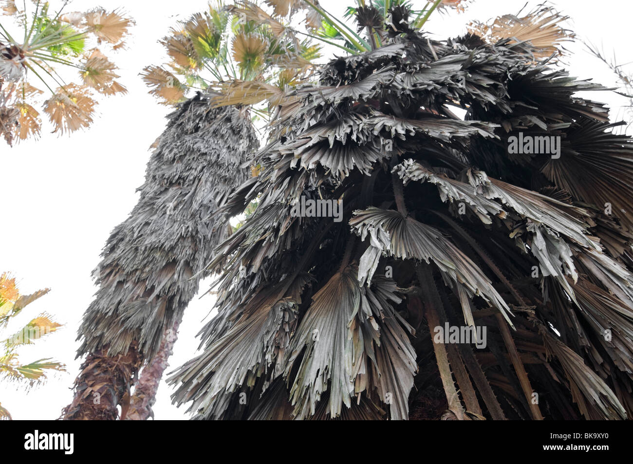 Kanapaha Spring Garden Festival Gainesville Florida Kälte beschädigt Washingtonia Robusta Palmen im Palmengarten Stockfoto