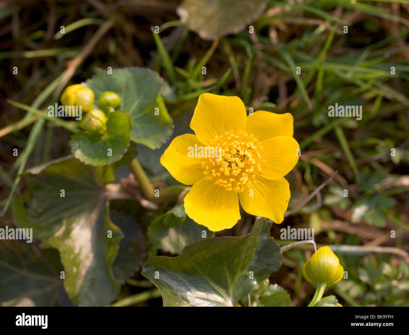 Nahaufnahme einer Blüte Marsh Marigold. Stockfoto