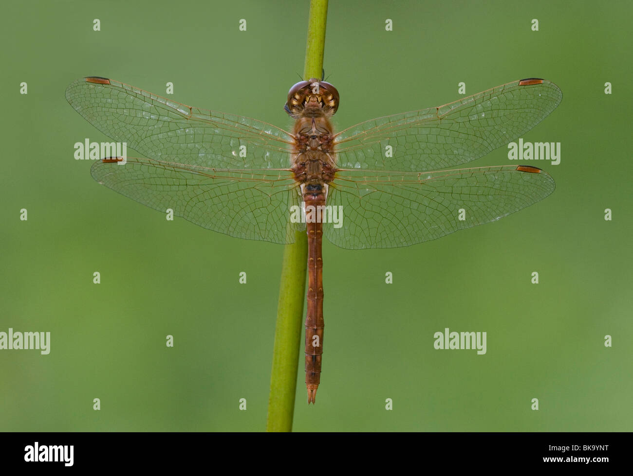 Bovenaanzicht Bruinrode Heidelibel Mannetje Zittend Op Pitrusstengel; Top Meinung Brown Darter männlichen sitzen auf Juncus Effusus Stengel Stockfoto