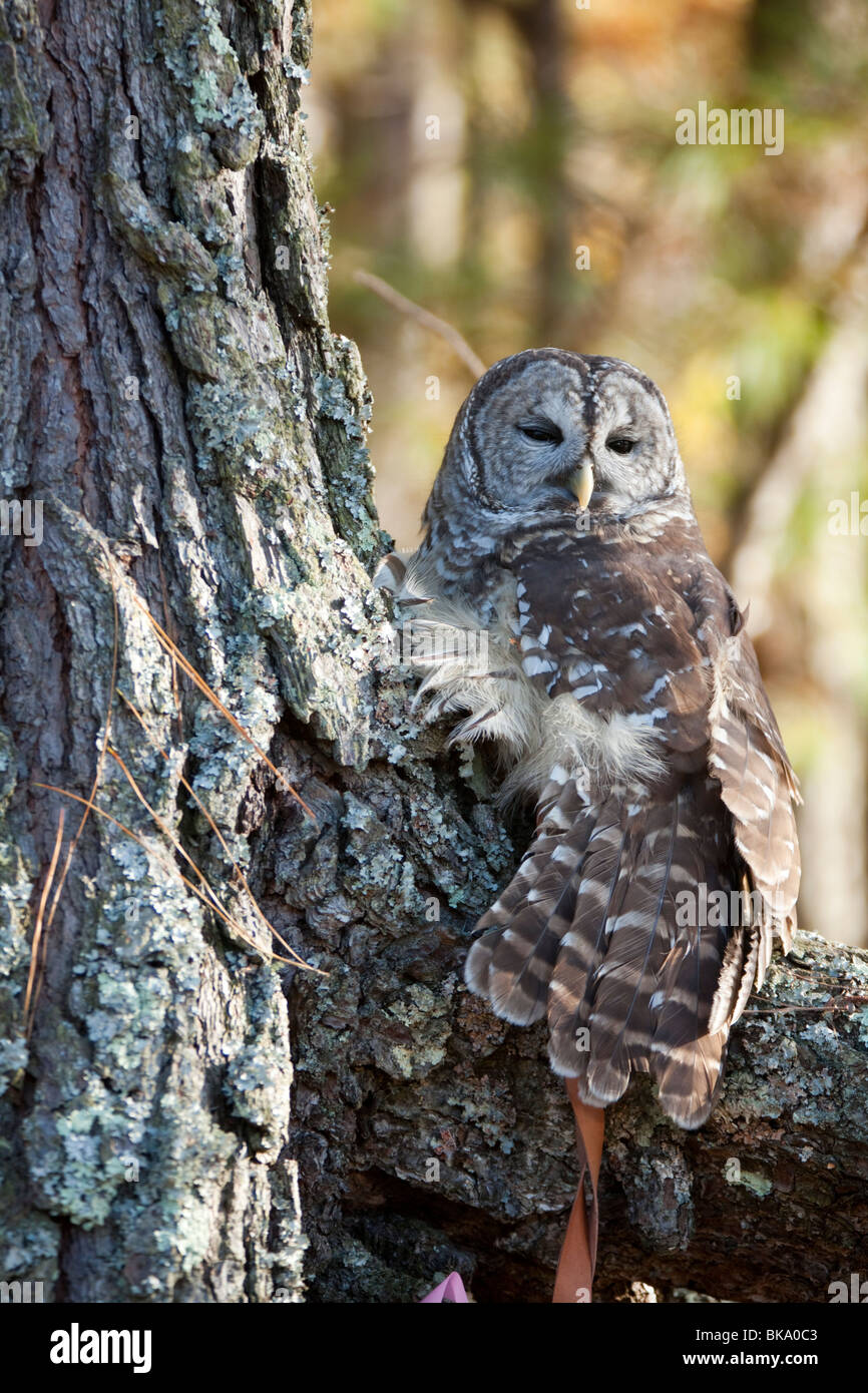 Diese Streifenkauz bei Pocomoke River State Park in Maryland ist unter der Obhut des National Park Service. Stockfoto