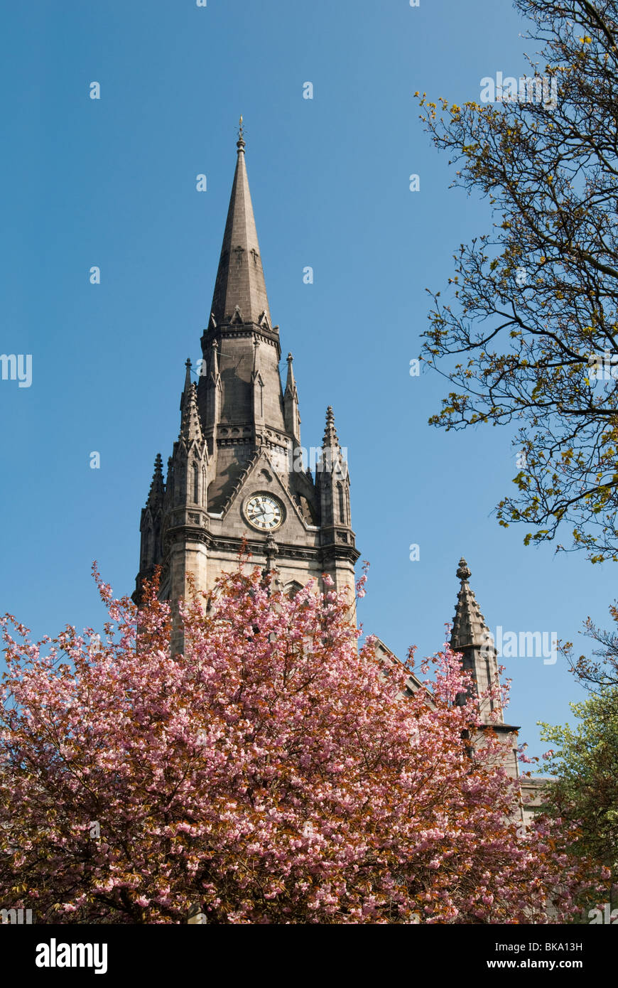 St. Nicholas Church Spire und Cherry Blossom, Aberdeen, Schottland Stockfoto