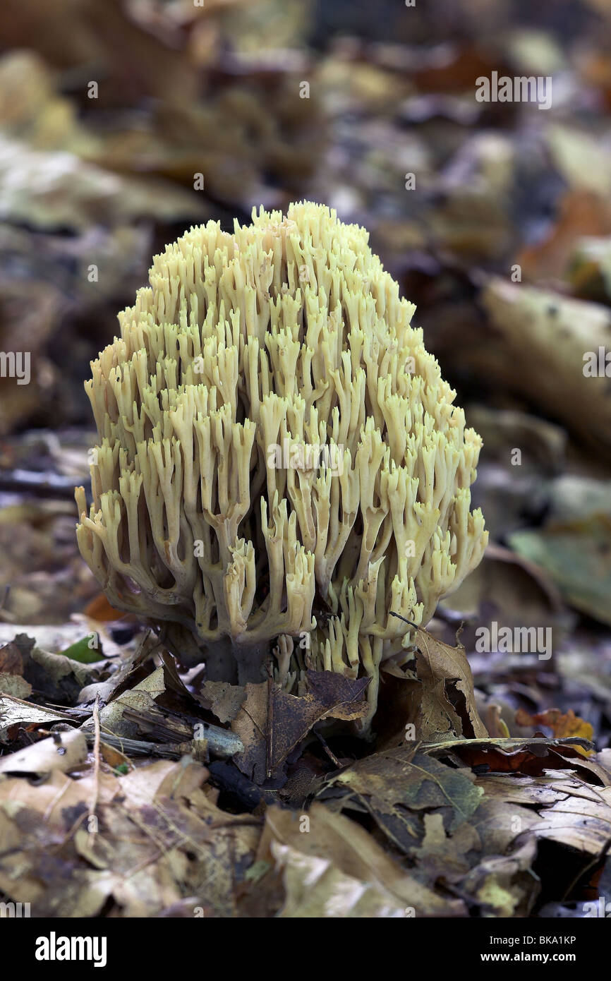 Gerade verzweigten Korallen zwischen Herbstlaub Stockfoto