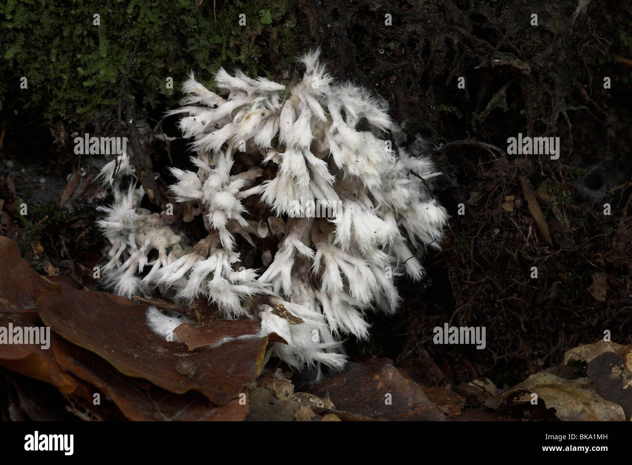 Thelephora Penicillata auf einem Baum Stockfoto