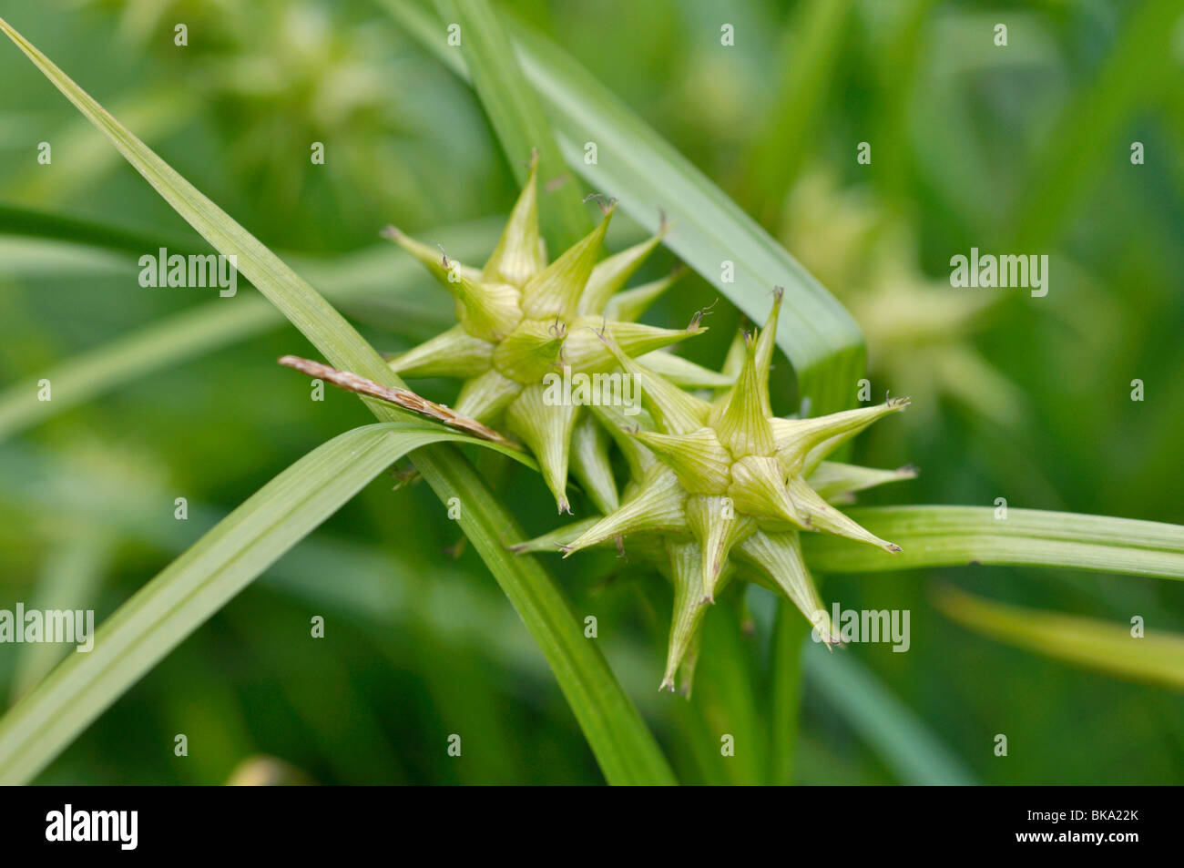 Mace Segge (Carex grayi) Stockfoto