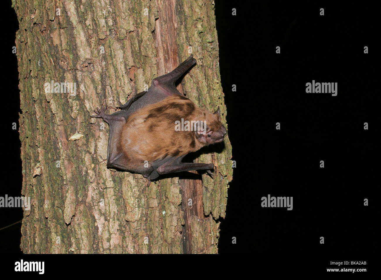 Eine gemeinsame Noctule auf einem Baumstamm bereit für ausziehen. Stockfoto