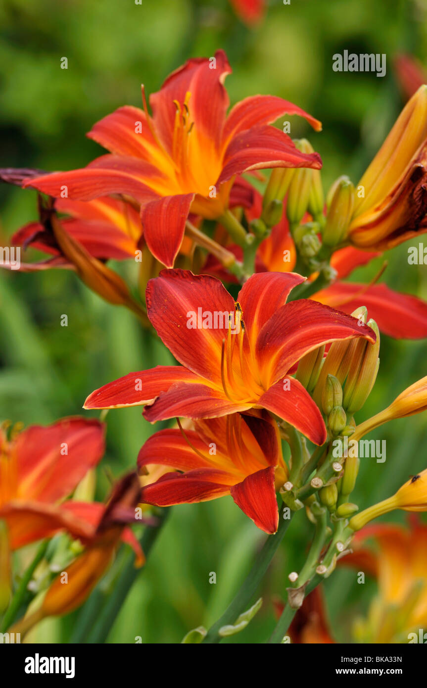 Tag Lily (hemerocallis glänzenden Gefieder) Stockfoto