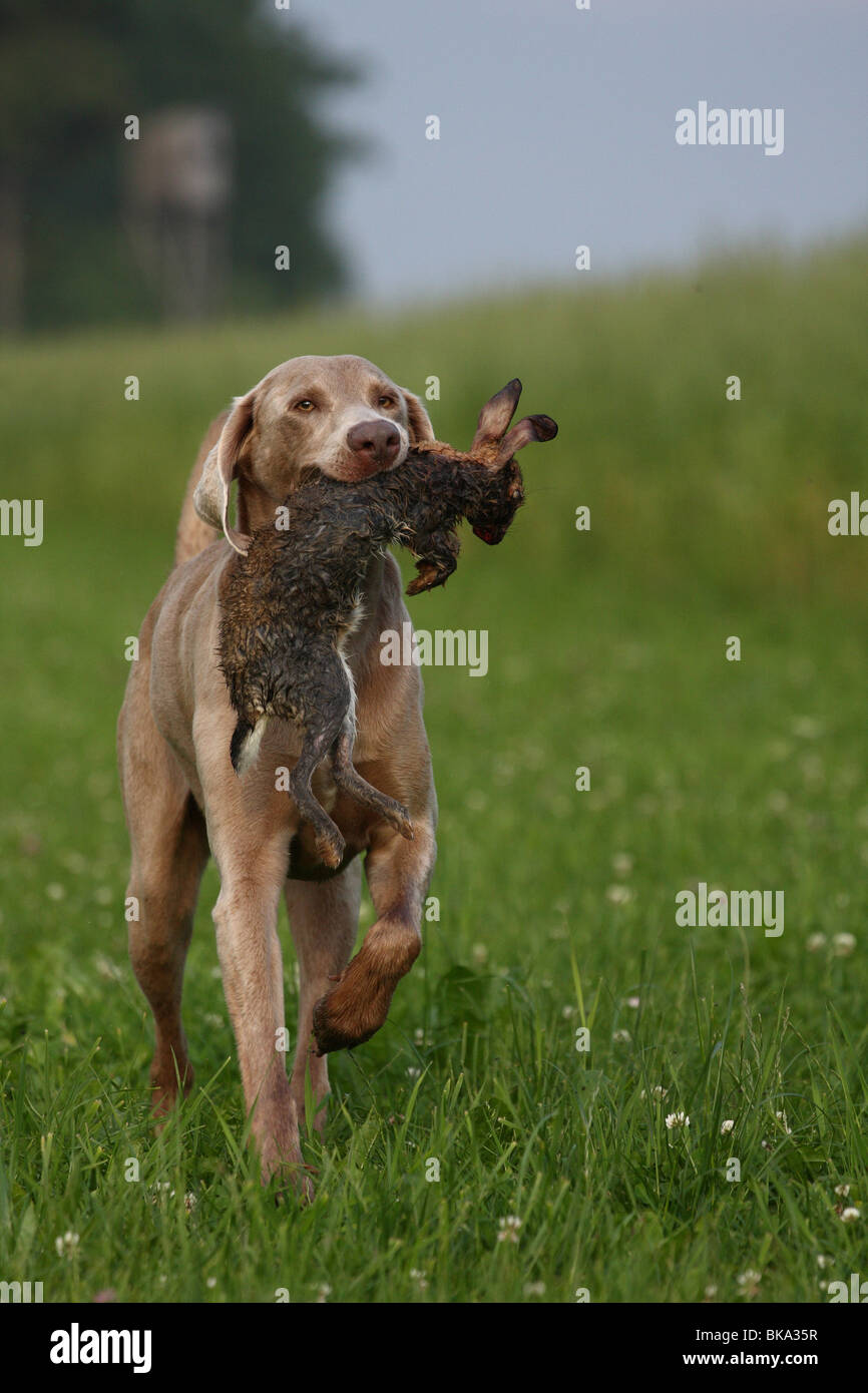 Weimaraner mit Kaninchen Stockfoto