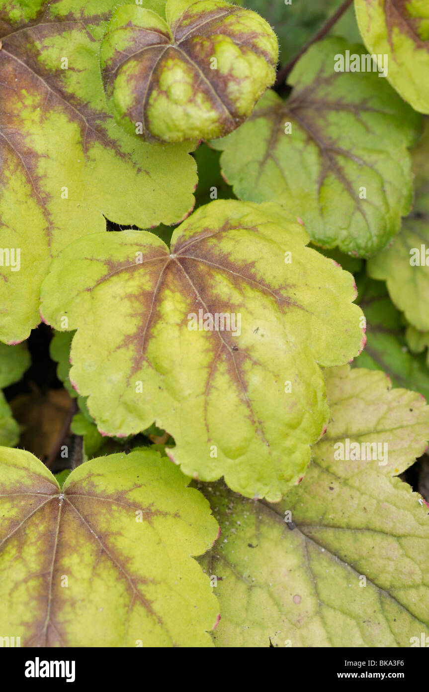 Alumroot heucherella (Ampel) Stockfoto