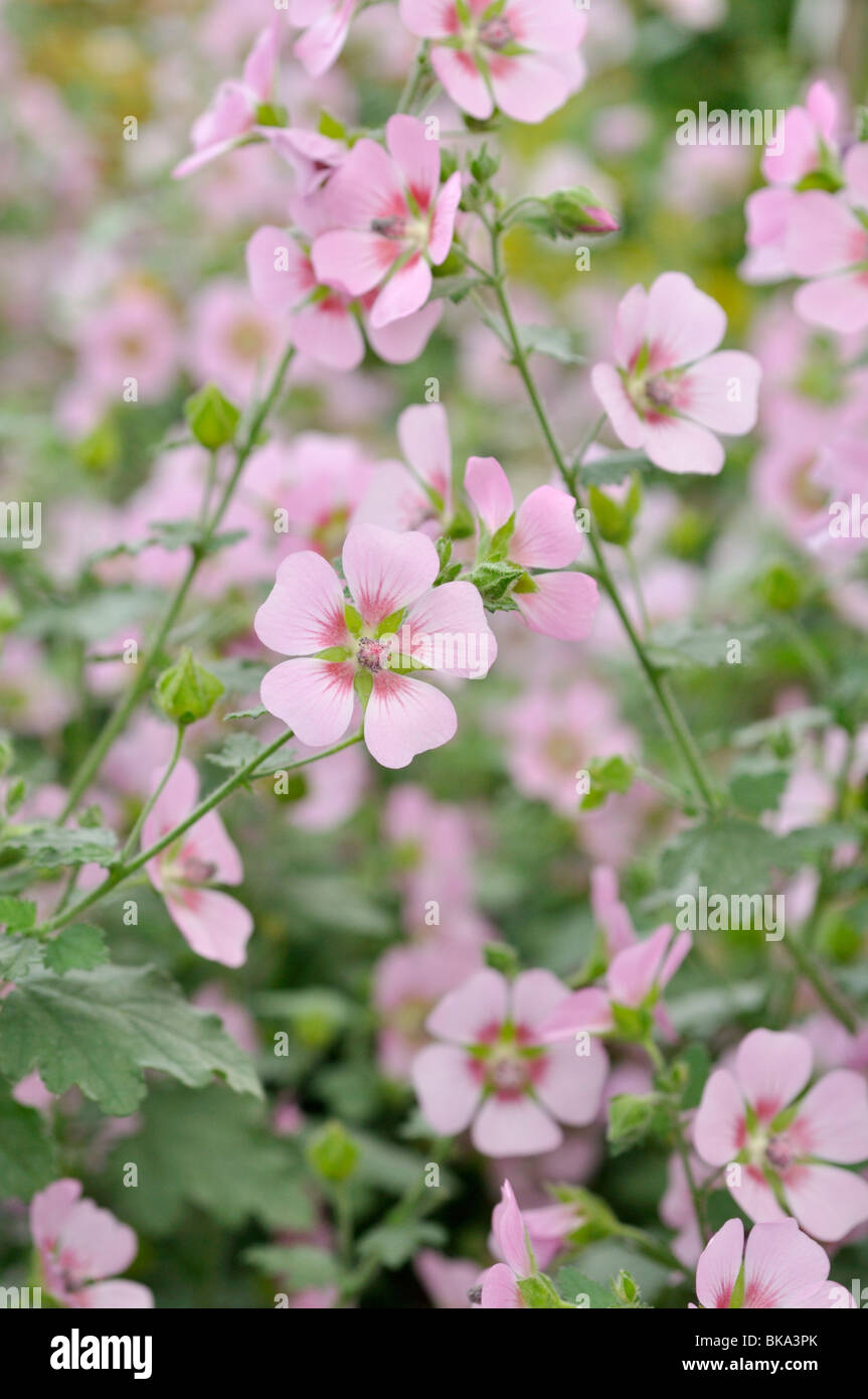 Kap Mallow (anisodontea capensis 'Lady in Pink') Stockfoto