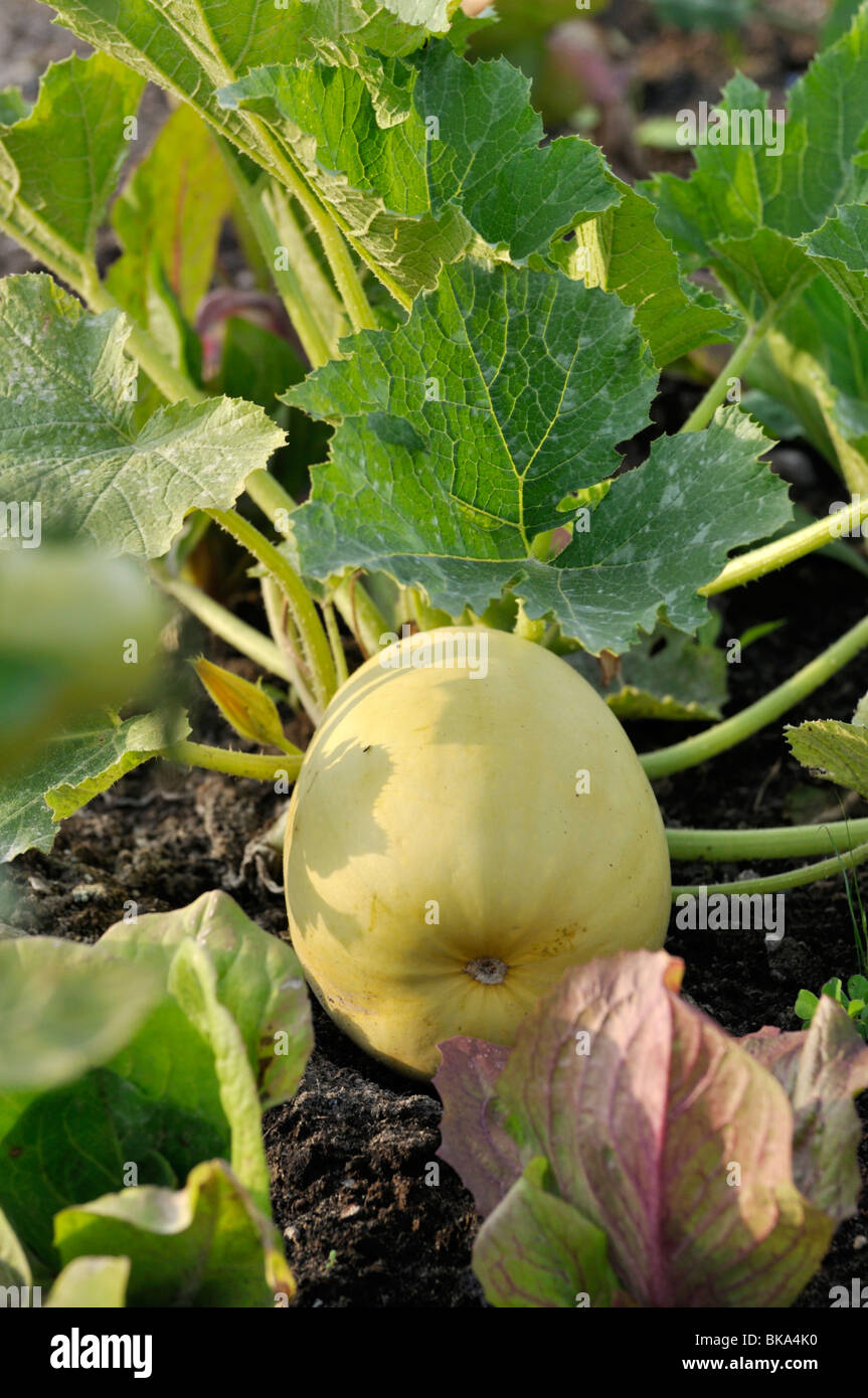 Zucchini (Cucurbita pepo convar. Giromontiina 'Diamant') Stockfoto