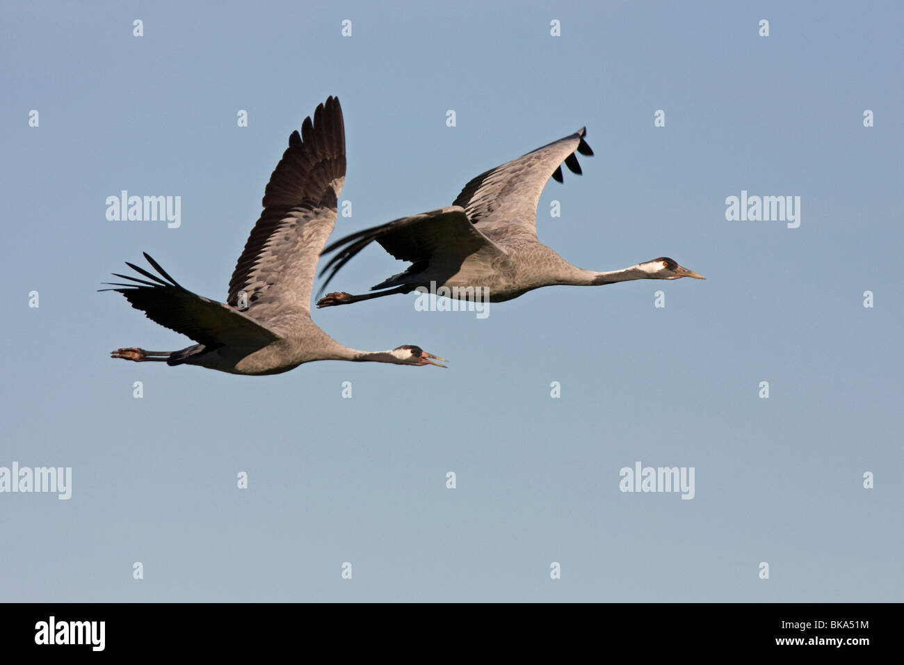 Fliegende europäischen Krane mit blauem Himmel (Grus Grus) Stockfoto