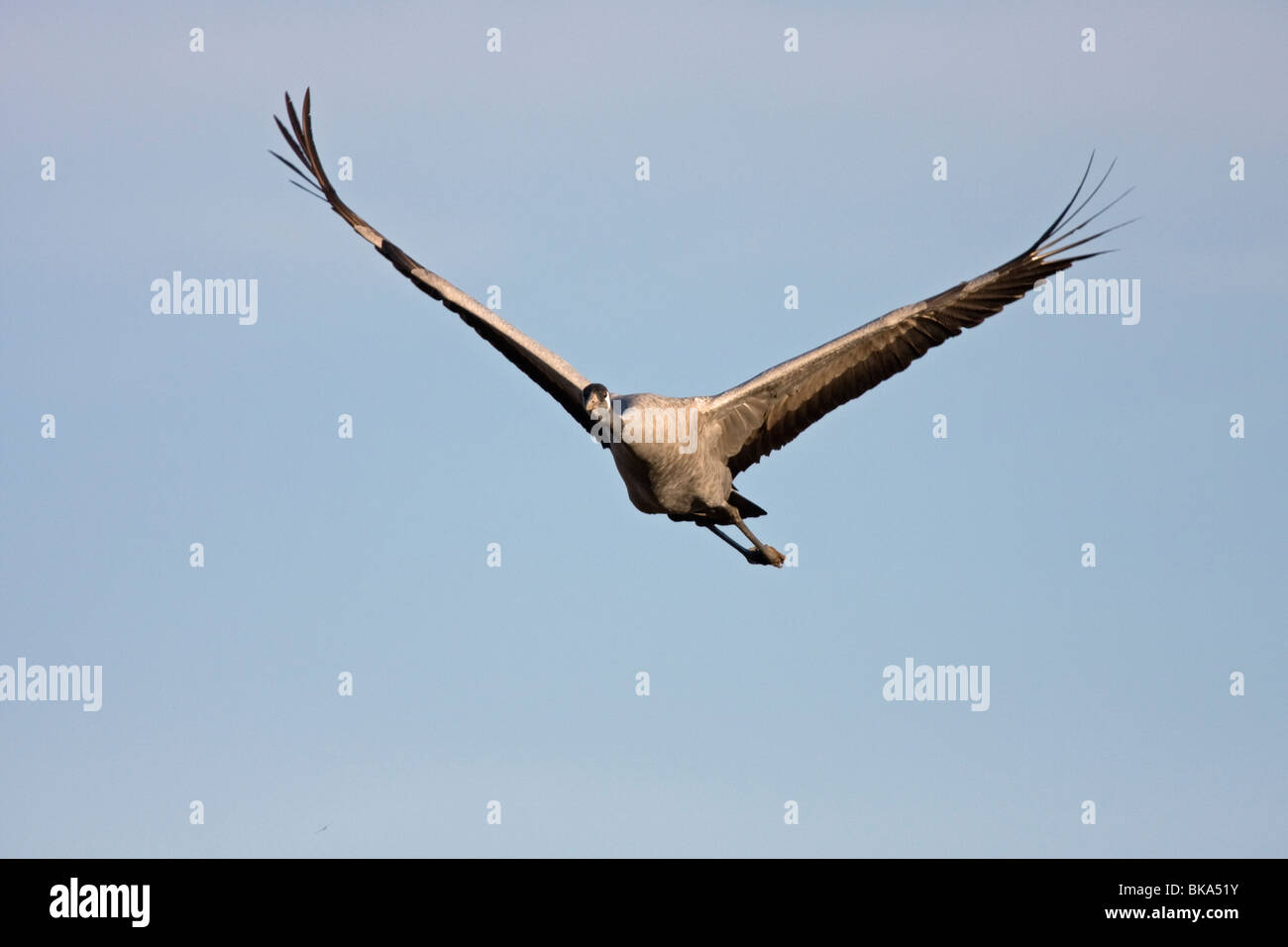 Fliegende europäischen Kran mit blauem Himmel (Grus Grus) Stockfoto