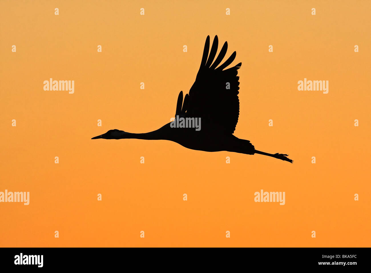 Fliegende europäischen Kran in den Sonnenuntergang (Grus Grus) Stockfoto