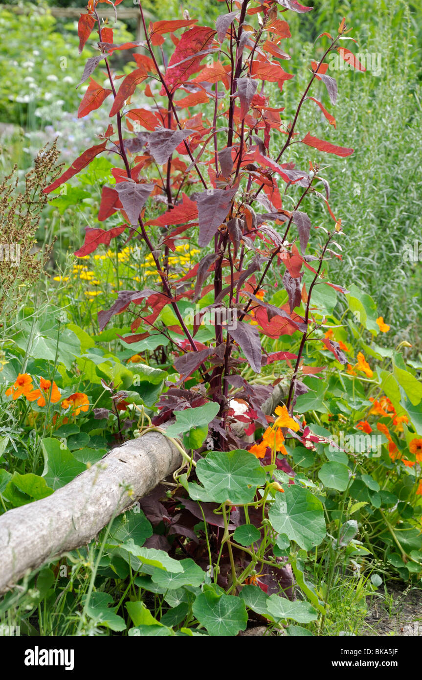 Rote Gartenorache (Atriplex hortensis var. rubra) und Gartennasturtium (Tropaeolum majus) Stockfoto