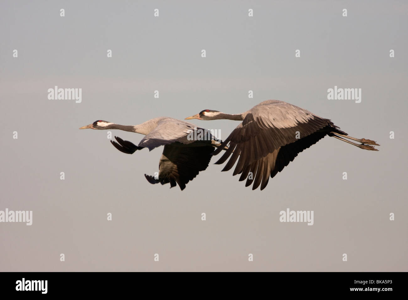 Fliegende europäischen Kraniche (Grus Grus) Stockfoto