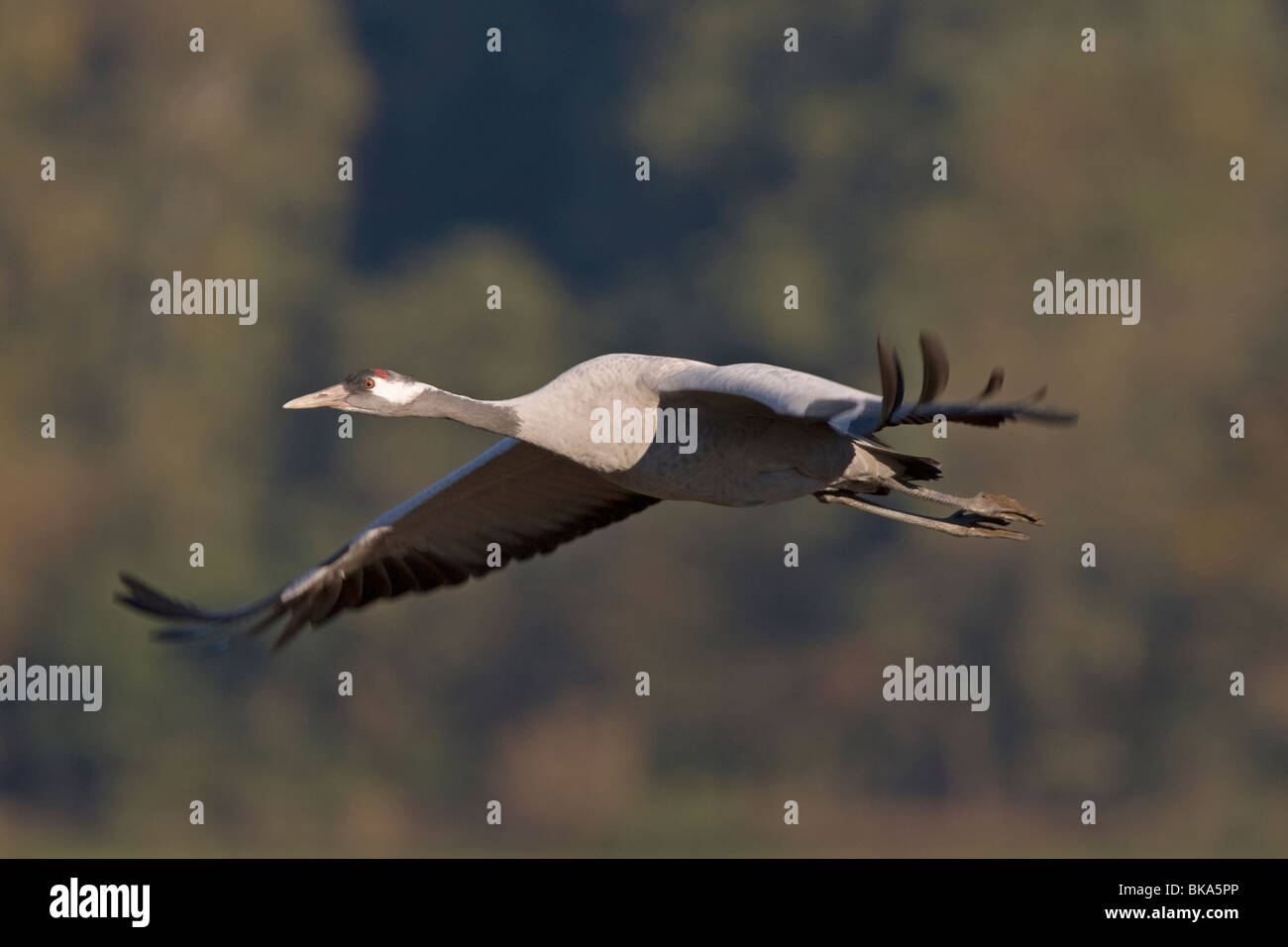 Fliegende europäischer Kranich (Grus Grus) Stockfoto