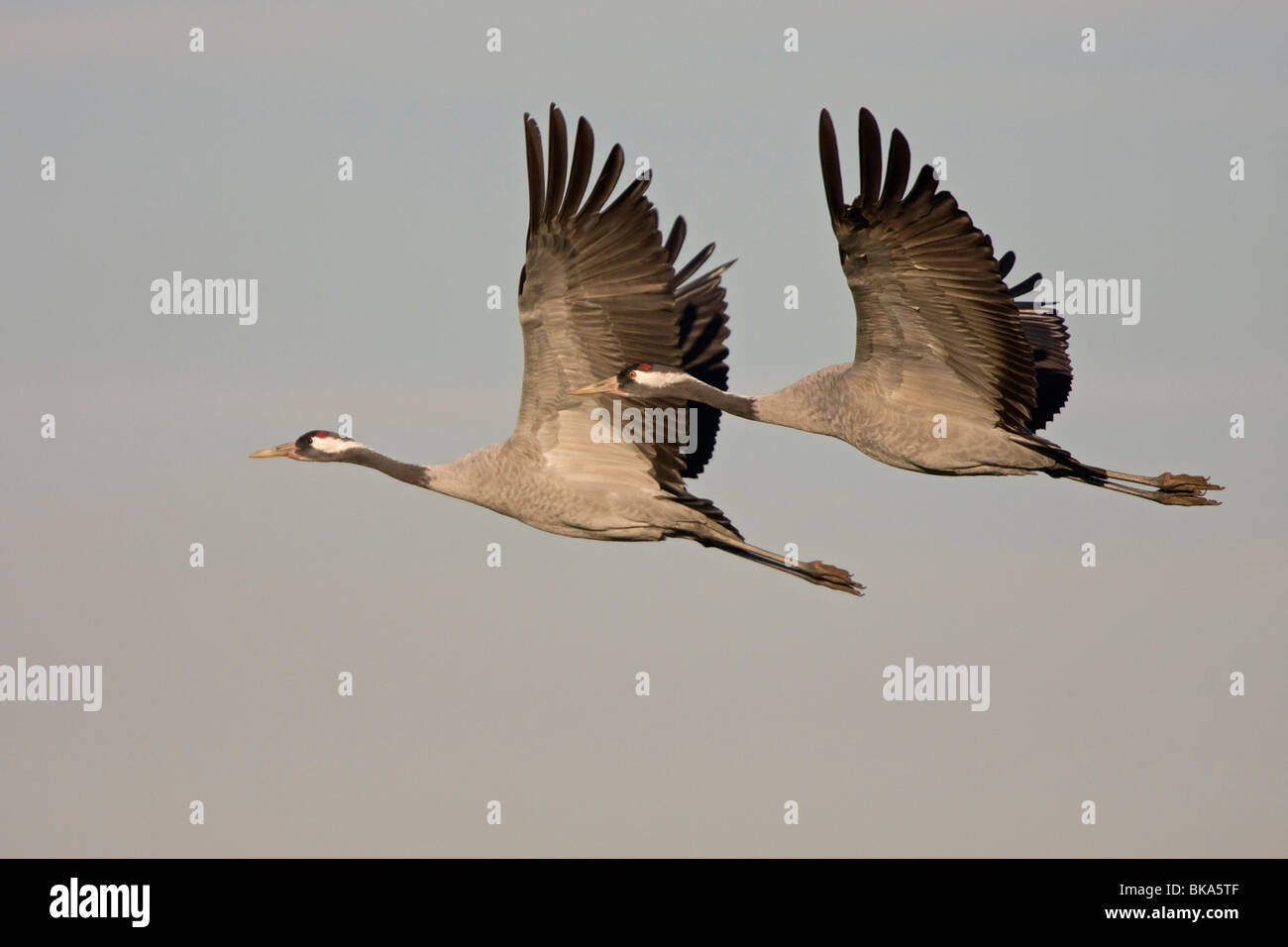 Fliegende europäischen Kraniche (Grus Grus) Stockfoto