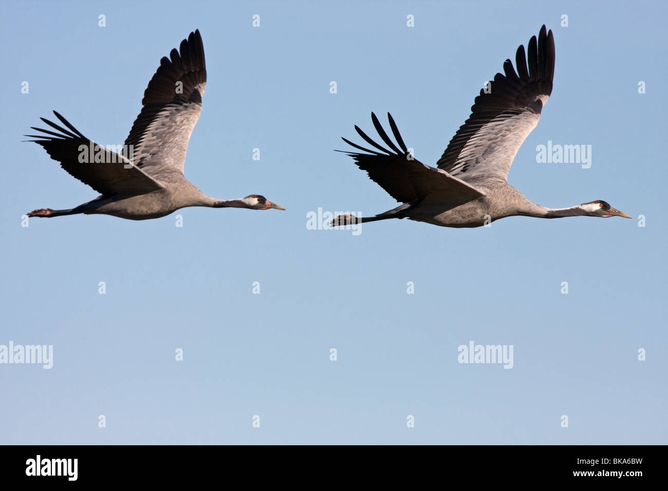 Fliegende europäischen Kraniche (Grus Grus) Stockfoto