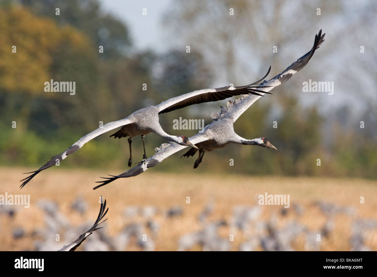 Fliegende europäischen Kraniche (Grus Grus) Stockfoto