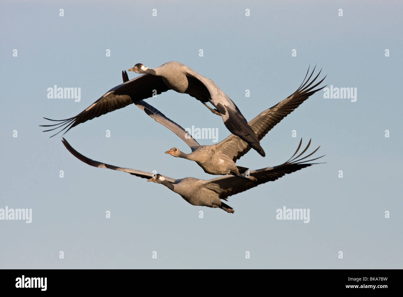 Fliegende europäischen Kraniche (Grus Grus) Stockfoto