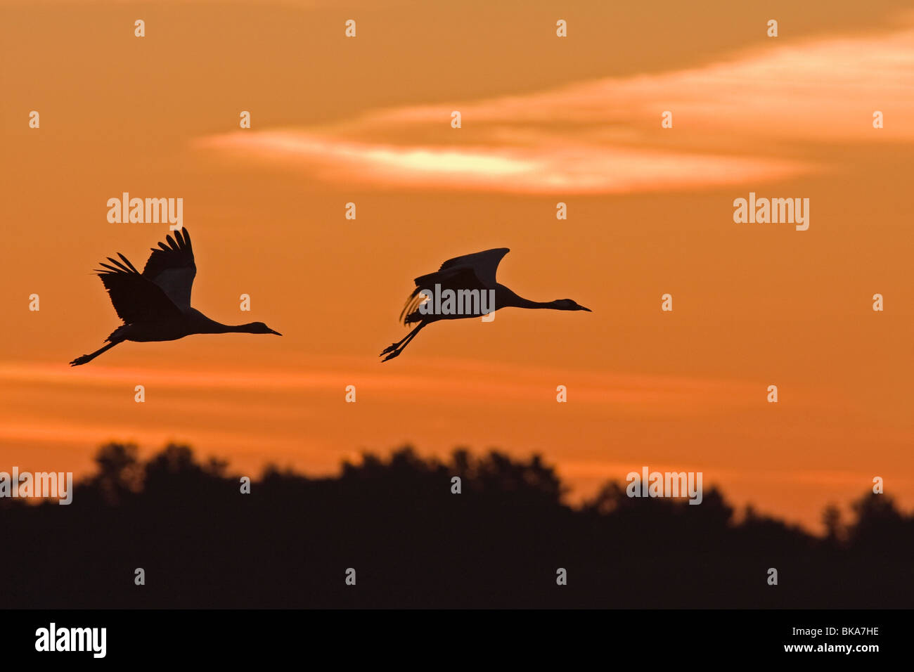 Fliegende europäischen Kraniche in den Sonnenuntergang (Grus Grus) Stockfoto