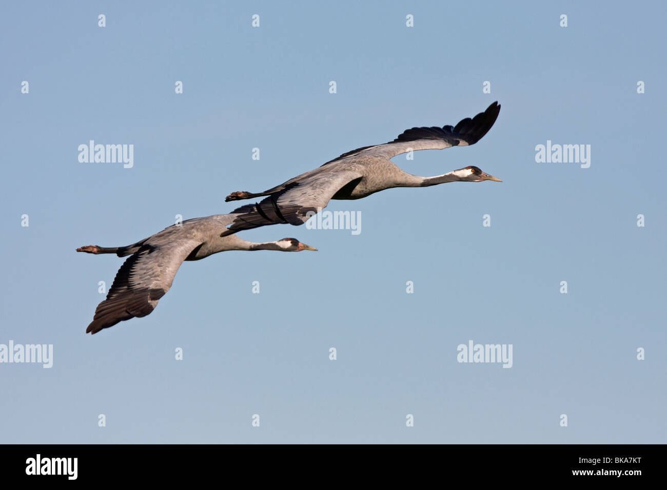 Fliegende europäischen Kraniche (Grus Grus) Stockfoto