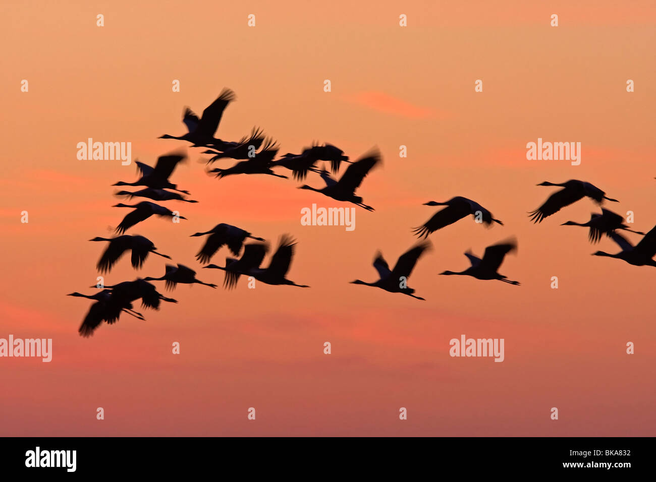 Fliegende europäischen Kraniche in den Sonnenuntergang (Grus Grus) Stockfoto