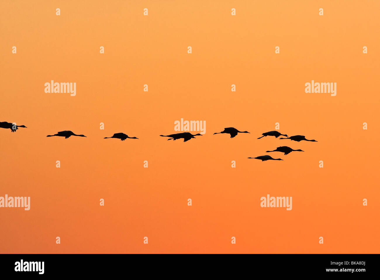 Fliegende europäischen Kraniche in den Sonnenuntergang (Grus Grus) Stockfoto