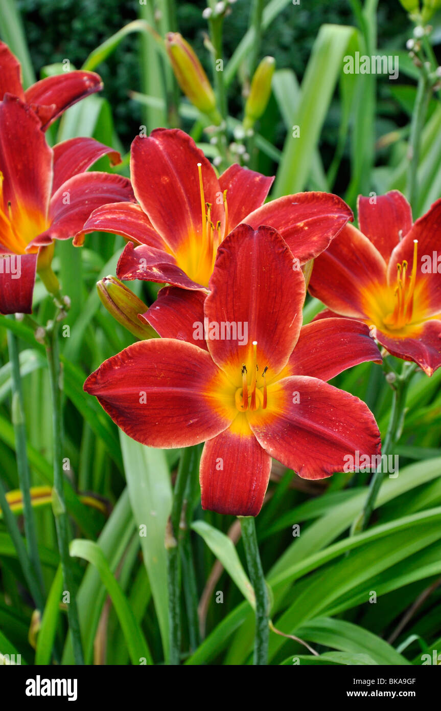 Tag Lily (hemerocallis Berlin red velvet) Stockfoto