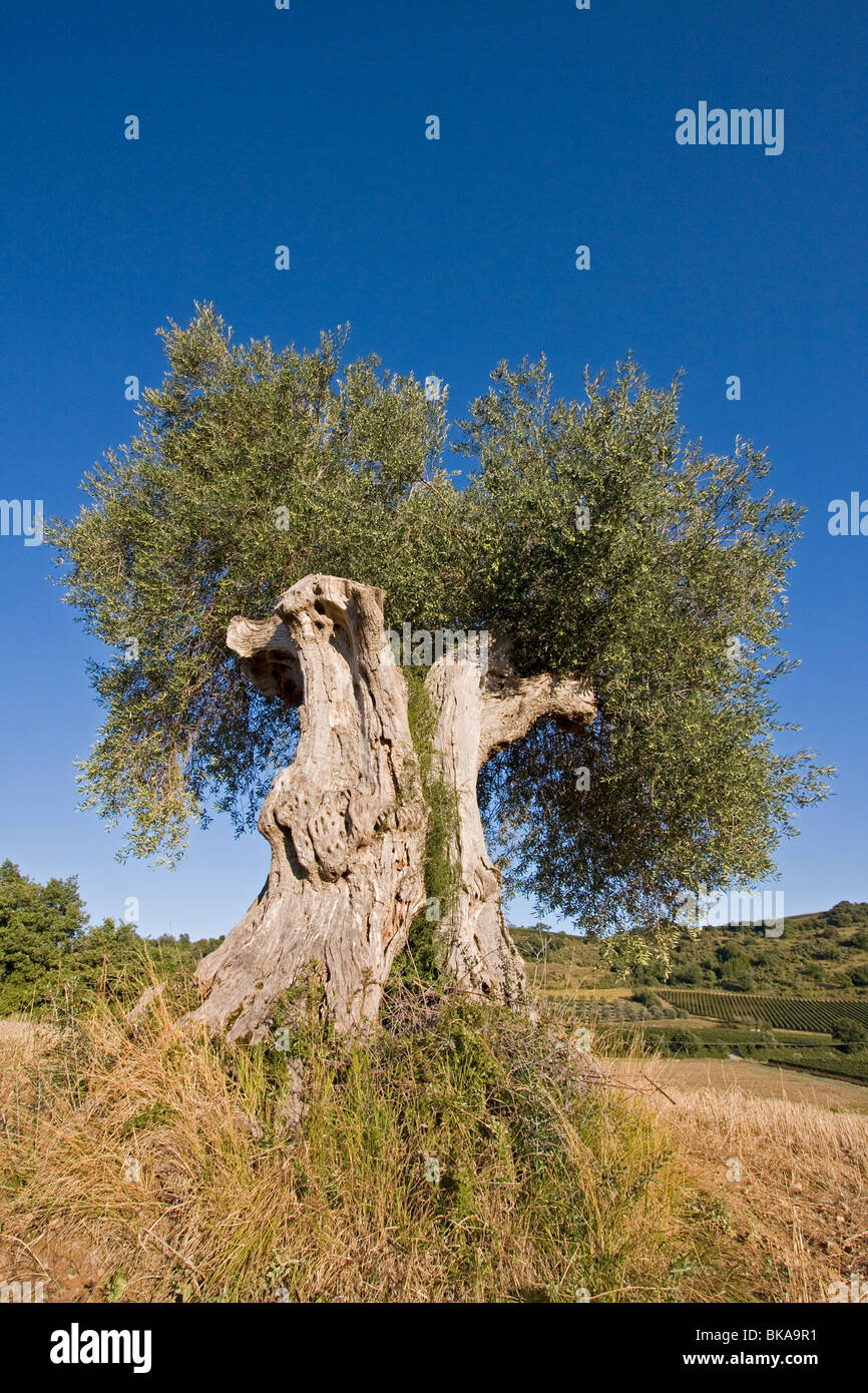 Alter Olivenbaum, Italien, Tuscany Stockfoto