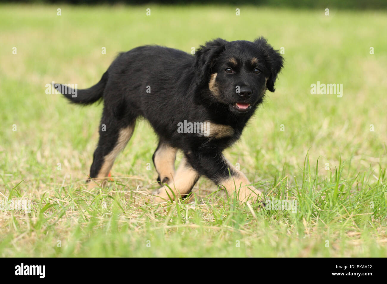 Portugiesischer Schäferhund Welpen Stockfoto