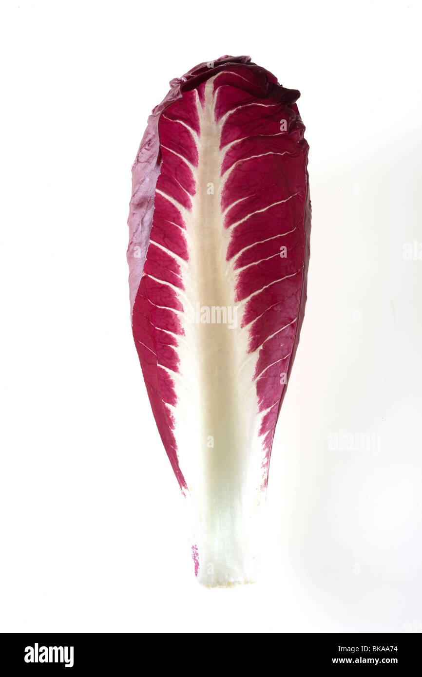 ein Blatt des Chicorée auf weißem Hintergrund Stockfoto