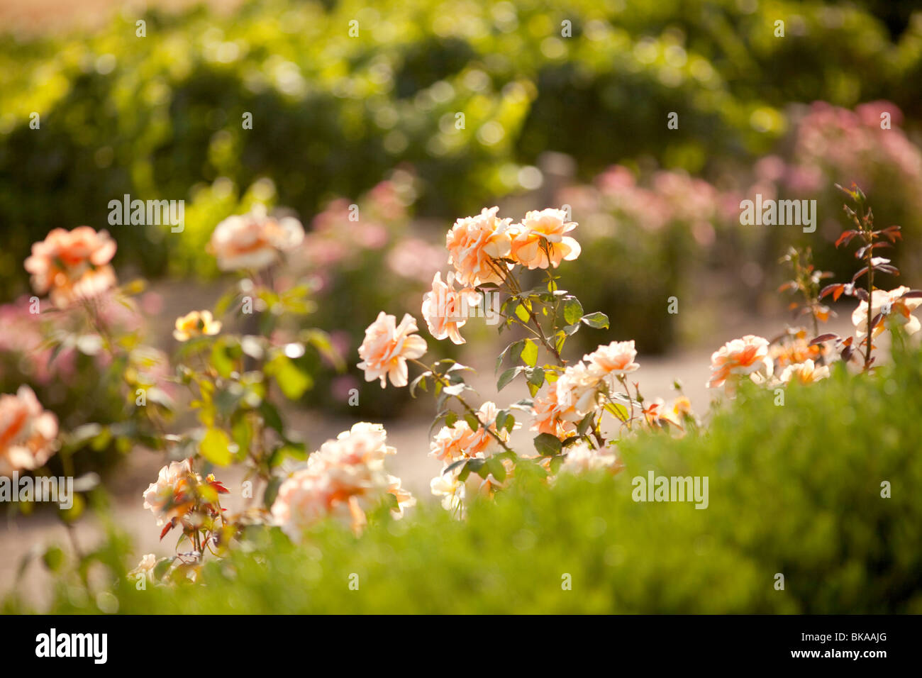 Pfirsichfarbe Rosen im Sonnenschein Stockfoto