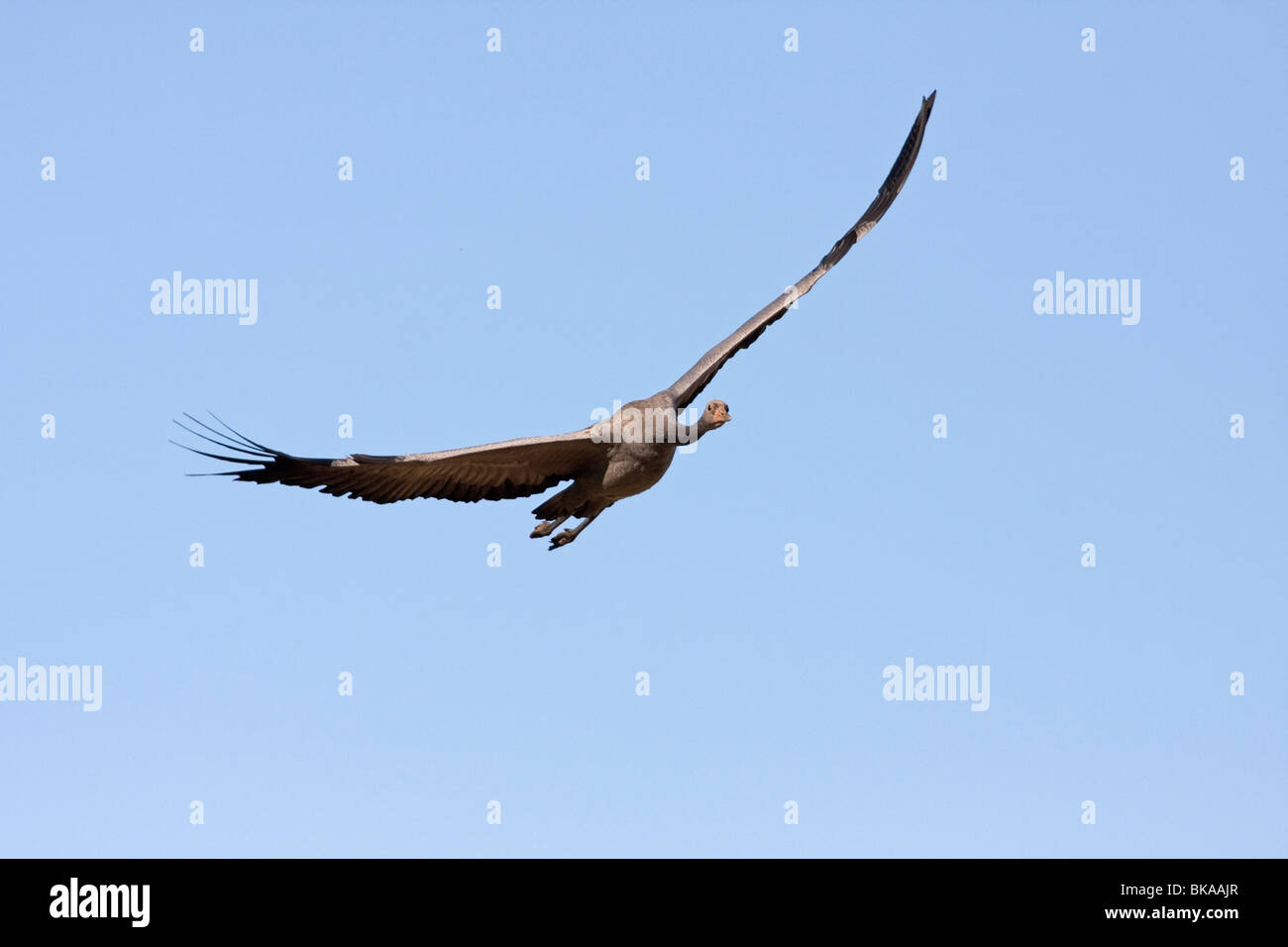 Fliegende europäischer Kranich (Grus Grus) Stockfoto