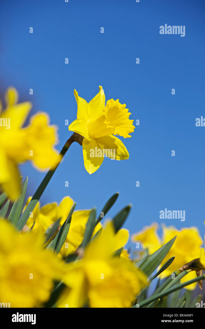 Narzissen gegen blauen Himmel Stockfoto