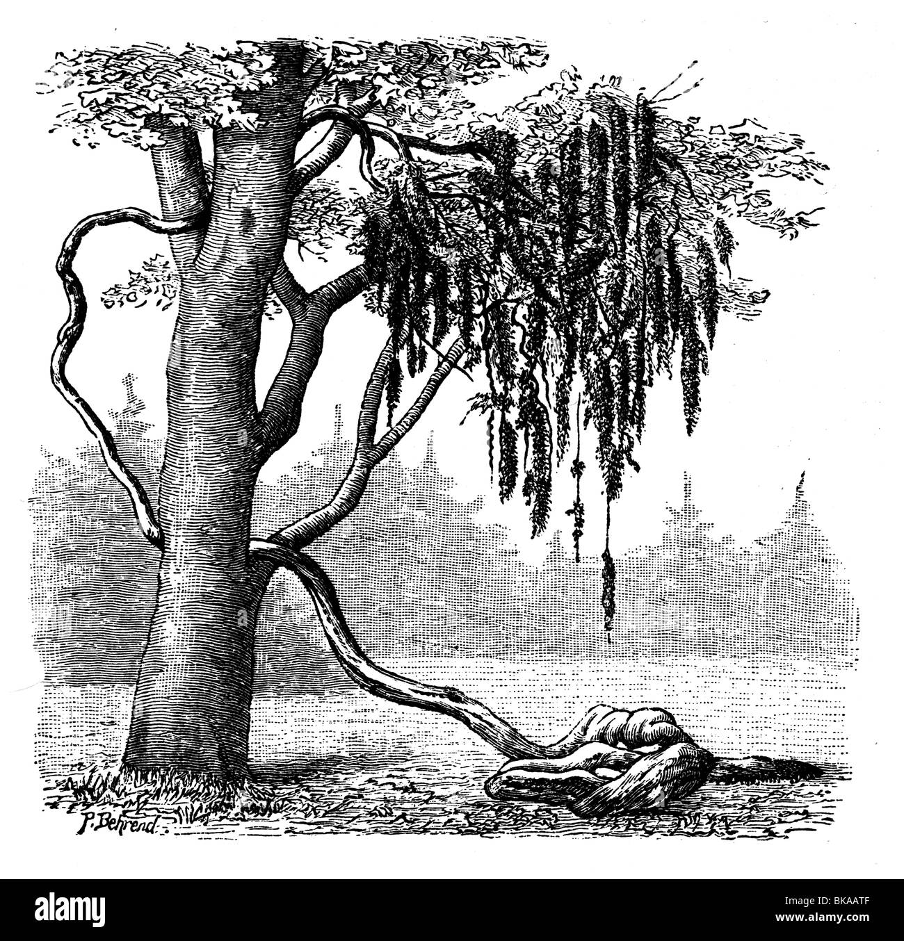 Gigantische Muschel Stockfoto