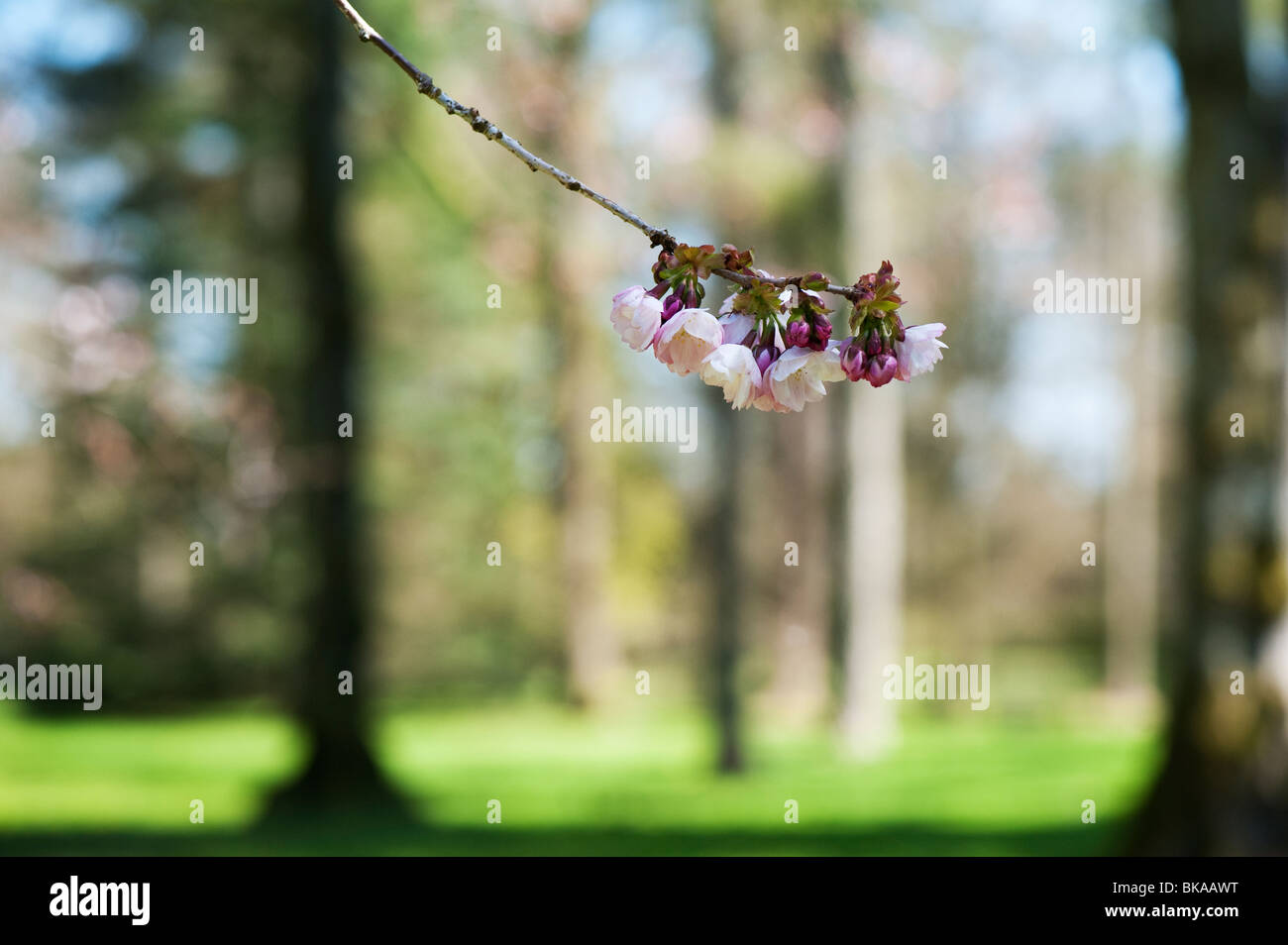 Prunus Serrulata Takasago. Kirschbaum Blüte Stockfoto