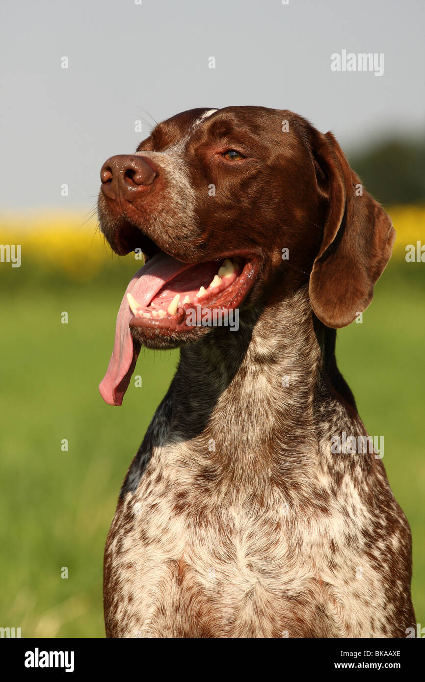 Französische jagdhunderasse Fotos und Bildmaterial in hoher Auflösung Alamy Französische jagdhunderasse Fotos und Bildmaterial in hoher Auflösung Alamy