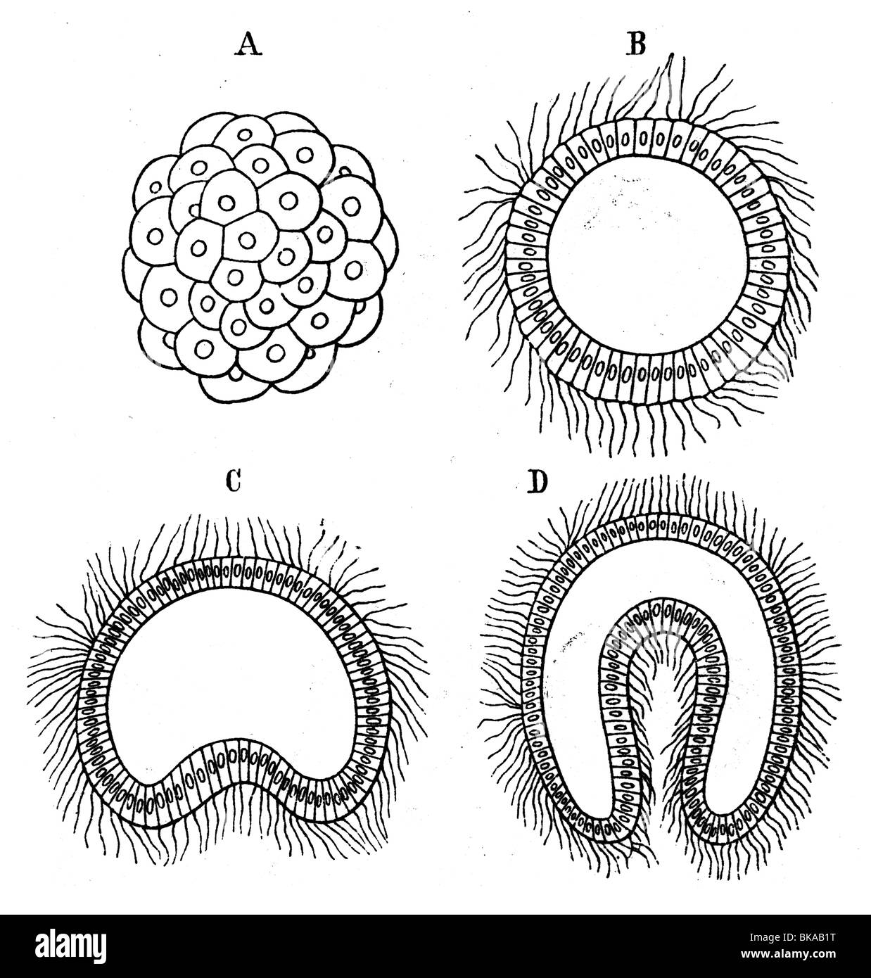 Embryogenese Morula Blastula Gastrula Stockfoto