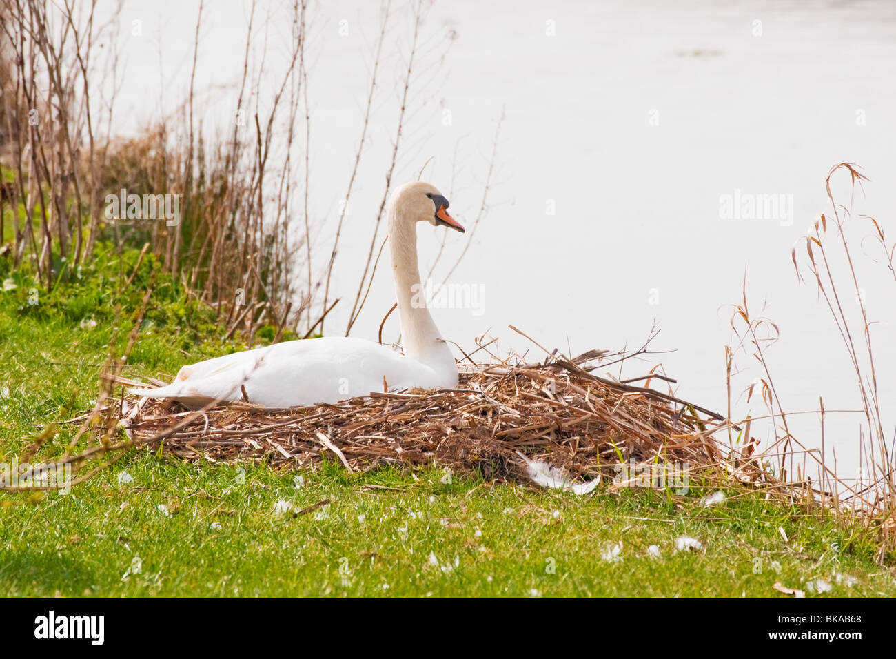 Ein Schwan brütet Eizellen auf ihrem Nest neben dem Lancaster-Kanal, in der Nähe von Garstang, Lancashire Stockfoto