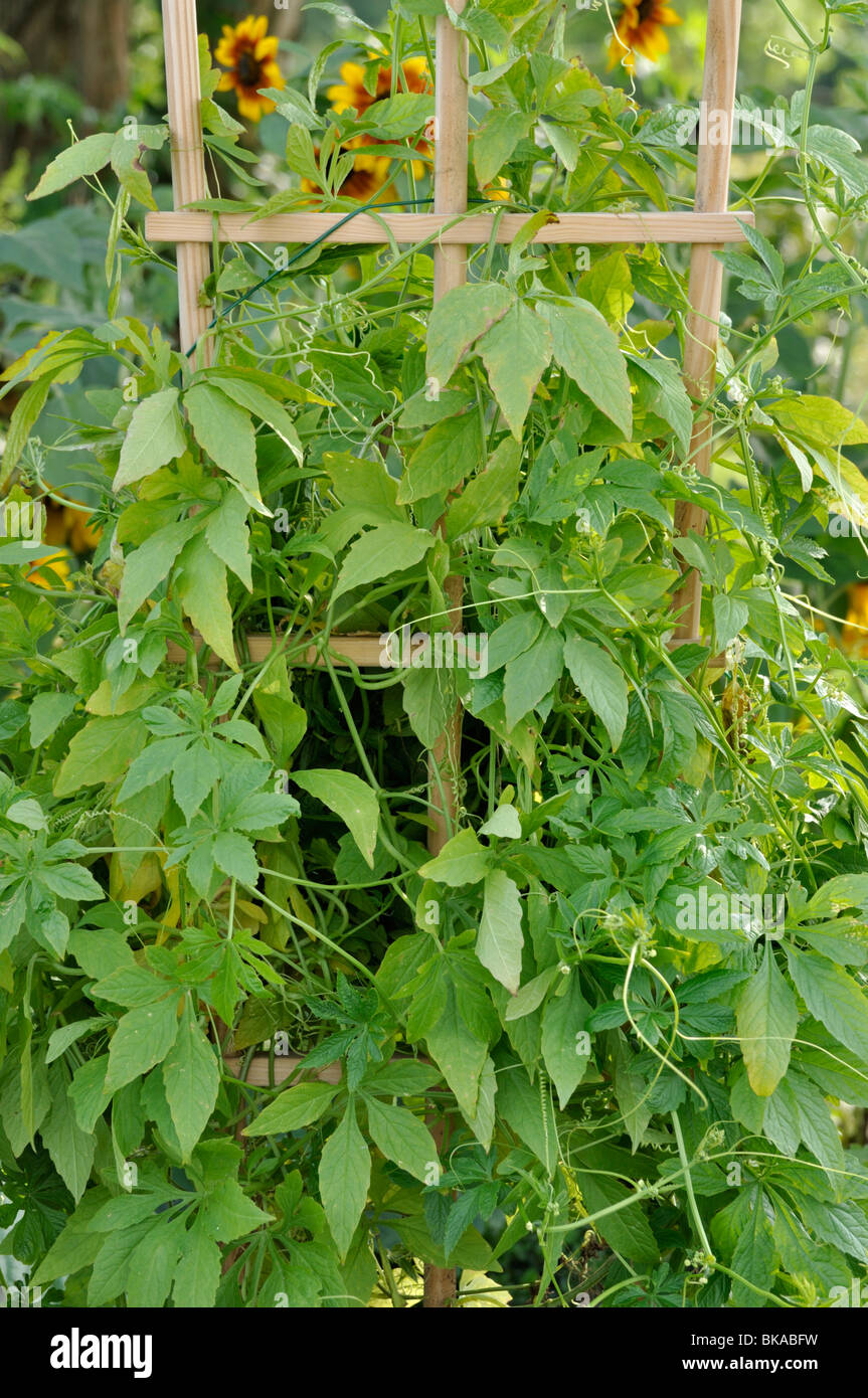 Füllung Kürbis (cyclanthera felimida) Stockfoto