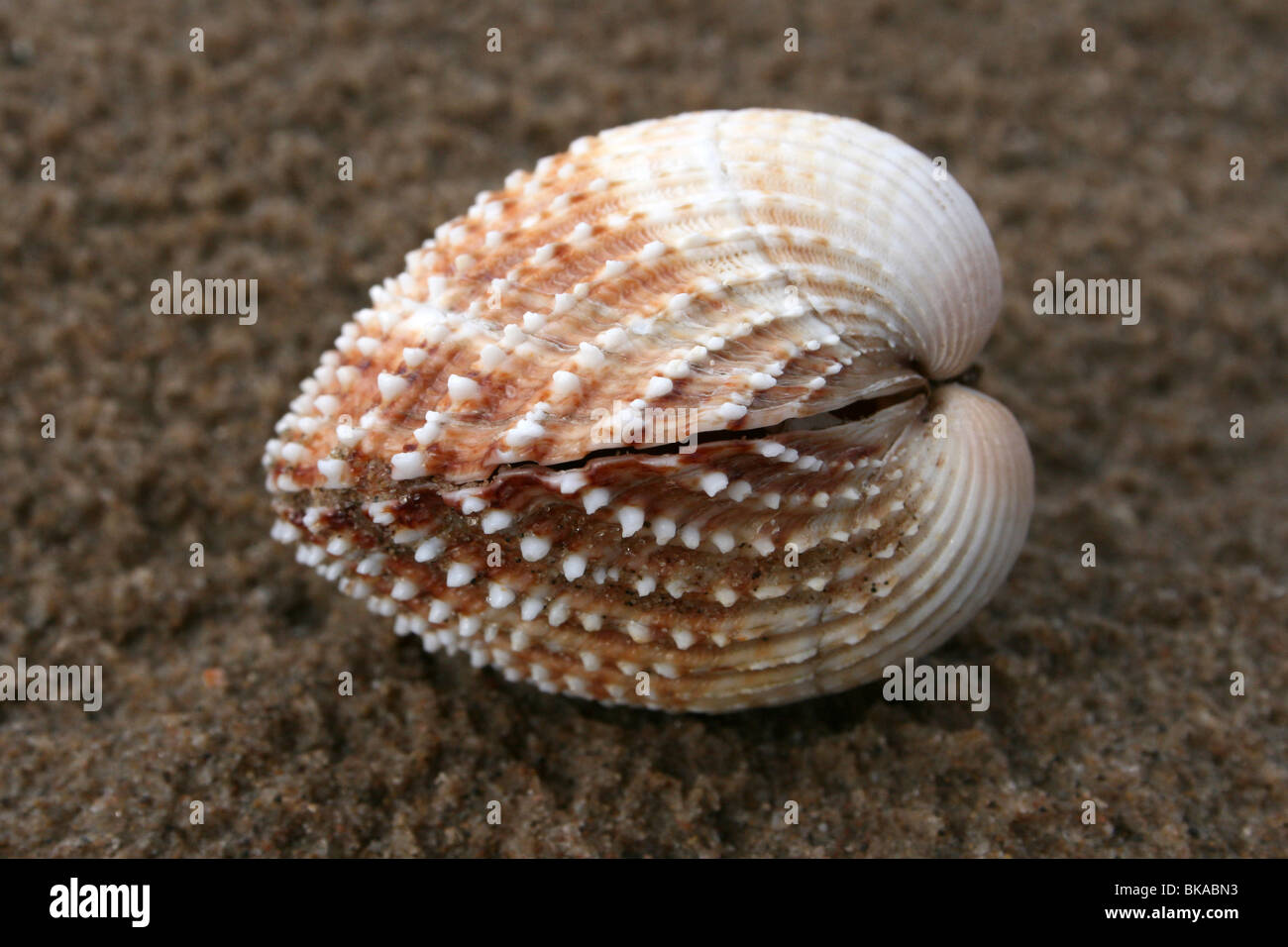 Stachelige Herzmuschel Acanthocardia Aculeata genommen bei Ainsdale, Merseyside, UK Stockfoto