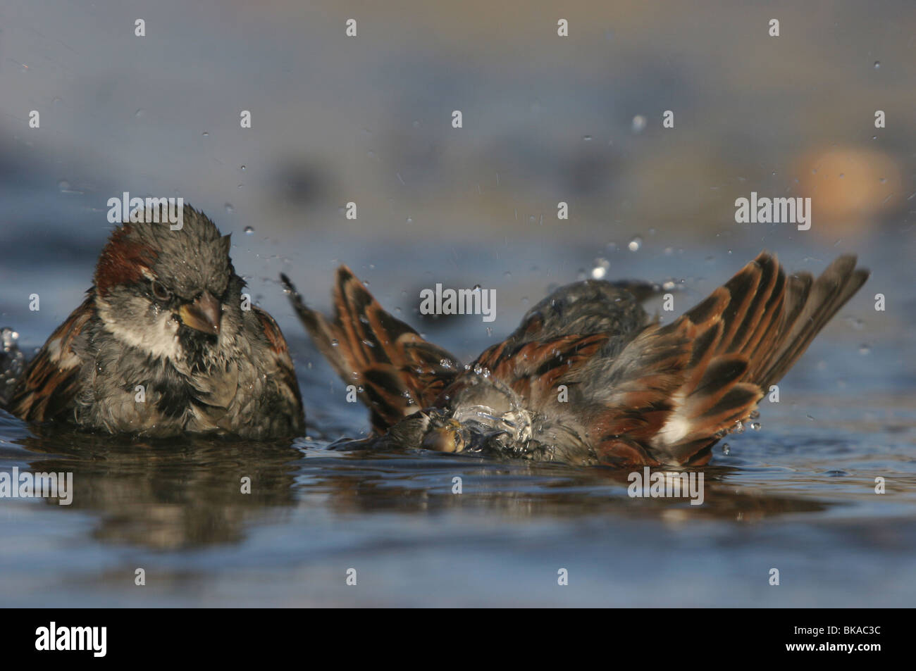 Eine männliche Haussperlinge schaut ein männlicher Haussperling Baden Stockfoto