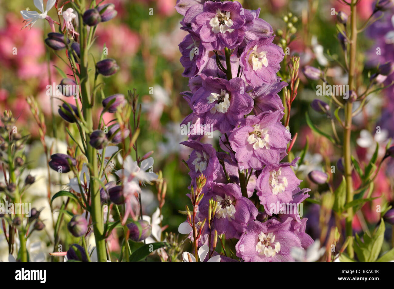 Rittersporn (delphinium x "cultorum 'Magic fountains Lila Pink') Stockfoto
