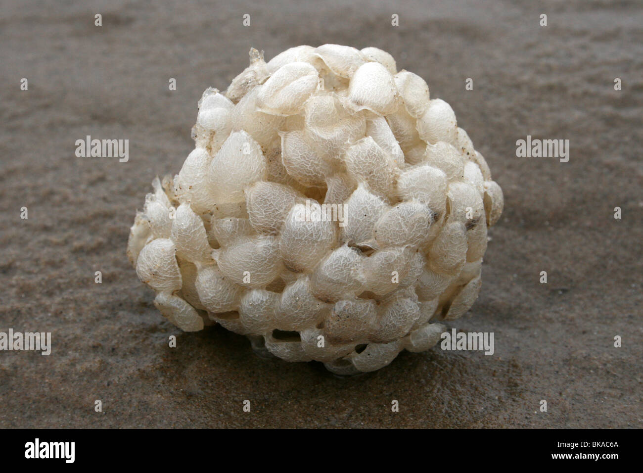 Meer-Wash Ball, Ei Fall der gemeinsamen Wellhornschnecke Buccinum Undatum Taken in New Brighton, Wallasey, The Wirral, Großbritannien Stockfoto